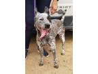 Adopt KALLI a Gray/Silver/Salt & Pepper - with White Australian Cattle Dog /