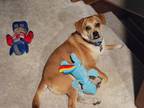 Adopt Simba a Tan/Yellow/Fawn Beagle / Mixed dog in Indianapolis, IN (35552287)