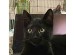 Adopt Lava a All Black Domestic Mediumhair / Mixed cat in Palatine