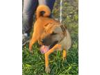 Adopt Tofu a Tan/Yellow/Fawn Shar Pei dog in Federal Way, WA (38607420)
