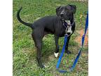 Adopt CINDY LU a Black Labrador Retriever / Mixed dog in Doylestown