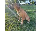 Great Dane Puppy for sale in Altoona, KS, USA