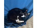 Adopt Lexi #loves-pets-and-treats a Black & White or Tuxedo Domestic Shorthair /