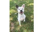 Adopt Buddy a White Mixed Breed (Large) / Mixed dog in Jeffersonville