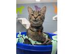 Adopt Sharpie a Brown or Chocolate Domestic Shorthair / Domestic Shorthair /