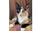 Adopt Harley RM a Calico or Dilute Calico Domestic Shorthair / Mixed (short