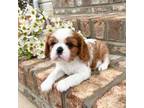 Cavalier King Charles Spaniel Puppy for sale in Taylorsville, NC, USA