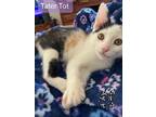 Adopt Tater Tot a White Sphynx / Mixed (short coat) cat in Willingboro