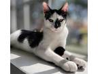 Adopt Patches a White (Mostly) Domestic Shorthair / Mixed (short coat) cat in
