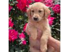 Golden Retriever Puppy for sale in Dallas, GA, USA