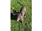 Adopt Daisy C a Brindle American Pit Bull Terrier / Mixed dog in Vienna