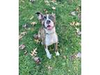 Adopt Daisy G a Brindle American Pit Bull Terrier / Mixed dog in Vienna