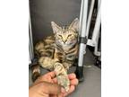 Adopt Milagros (Mila) a Tiger Striped Tabby / Mixed (short coat) cat in San