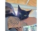 Adopt Ebony 33378-c a All Black Domestic Shorthair / Domestic Shorthair / Mixed