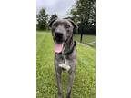 Adopt Sammy a Gray/Blue/Silver/Salt & Pepper Mixed Breed (Large) / Mixed dog in