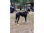 Adopt Spirit a Black - with Gray or Silver Great Dane / Mixed dog in Van Buren