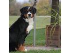 AKC Champion sired Female