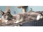 Adopt 5749 (Grady) a Gray or Blue (Mostly) Russian Blue / Mixed (short coat) cat