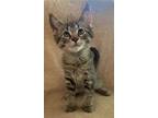 Adopt 5867 (Skittles) a Brown Tabby Domestic Shorthair / Mixed (short coat) cat