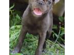 Brussels Griffon Puppy for sale in Gurley, AL, USA