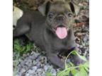 Brussels Griffon Puppy for sale in Gurley, AL, USA