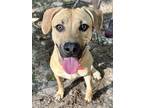 Adopt Cory - The Best! a Tan/Yellow/Fawn Labrador Retriever / Black Mouth Cur /