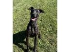 Adopt Jack a Black Doberman Pinscher / Mixed dog in Xenia, OH (38856886)