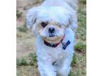 Adopt Bathsheba a White Shih Tzu / Mixed dog in Alpharetta, GA (38752612)