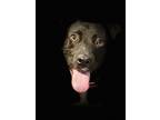 Adopt Phoebe - Great Dog! a Black - with White Pit Bull Terrier / Labrador