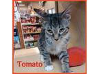 Adopt TOMATO a Brown Tabby Domestic Mediumhair / Mixed (medium coat) cat in