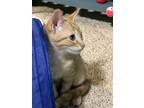 Adopt Banner a Orange or Red (Mostly) Domestic Shorthair / Mixed (short coat)