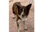 Adopt Axl a Brown/Chocolate - with White Border Collie / Mixed dog in Dana