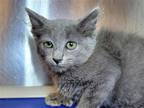 Adopt Freeman a Gray or Blue Domestic Mediumhair / Mixed cat in Millersville