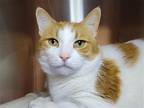 Adopt Suzie Q a Orange or Red (Mostly) Domestic Shorthair / Mixed cat in