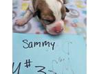 Cardigan Welsh Corgi Puppy for sale in Winnsboro, TX, USA