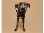 Adopt Acacia a Mixed Breed (Medium) / Mixed dog in Durham, NC (38635865)