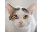 Adopt Eden a White (Mostly) Domestic Shorthair / Mixed (short coat) cat in