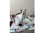Adopt Pearl a Domestic Shorthair / Mixed cat in Salt Lake City, UT (38831071)