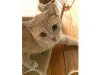 Adopt Barista a Orange or Red Tabby Domestic Shorthair / Mixed (short coat) cat
