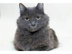 Adopt Nala RM a Gray or Blue Domestic Longhair / Mixed (long coat) cat in