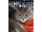 Adopt Gramma (Olivia Newton John) a Domestic Short Hair