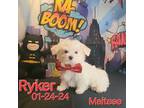 Maltese Puppy for sale in Barnett, MO, USA