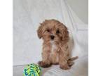 Cavapoo Puppy for sale in Davie, FL, USA