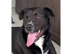 Adopt FREDDIE a Black - with White Labrador Retriever / Mixed dog in Oceanside
