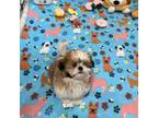 Shorkie Tzu Puppy for sale in Lehigh Acres, FL, USA