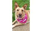 Adopt Deja *Loves Car Rides!* a Red/Golden/Orange/Chestnut German Shepherd Dog /