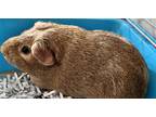 Adopt Chicken Nugget a Guinea Pig small animal in Tiffin, OH (38623506)