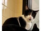 Adopt Elliot a Domestic Shorthair / Mixed (short coat) cat in Tiffin