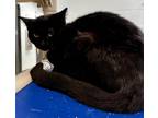 Adopt Lyric a Domestic Shorthair / Mixed (short coat) cat in Tiffin