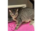 Adopt Crosby a Domestic Shorthair / Mixed (short coat) cat in Tiffin